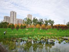 -永定河休闲森林公园