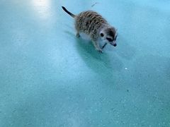 -藦茜花园宠物主题亲子互动体验馆(国顺东路店)