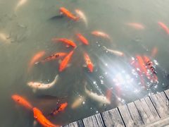 -大湾区中央湿地公园