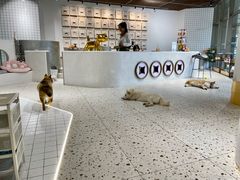 -柴务处·柴犬主题狗咖