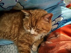 -纳吉亚猫专科动物诊疗中心(蒋宅口分院)