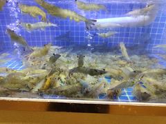 -鲁商铂尔曼大酒店·铂丽自助餐厅