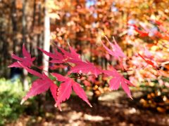 -上海共青森林公园