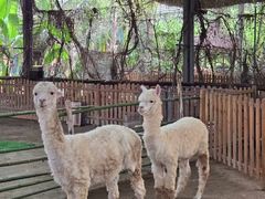 -呀路古热带植物园