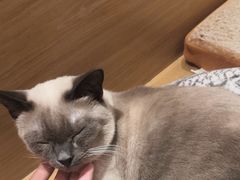 -滚猫咖啡·猫咖·猫友好撸猫(未来城店)