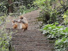 -黔灵山公园