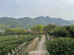-中国茶叶博物馆(双峰馆区)