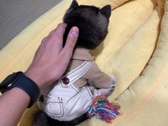 -逗柴咖啡屋·狗咖猫咖宠物桌游