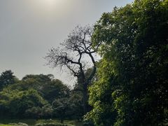 -杭州植物园
