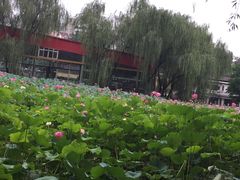 -莲湖公园