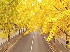 -四川大学(望江校区)