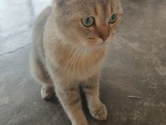 -喵屿·大理花园猫咖