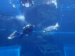 -海棠湾洲际-涛·海底餐厅·美人鱼·自助餐·海底隧道