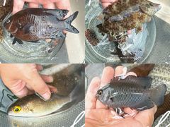 -小猫钓鱼海钓俱乐部(椰梦长廊店)