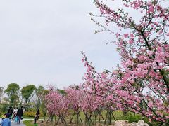 -春花秋色城市公园