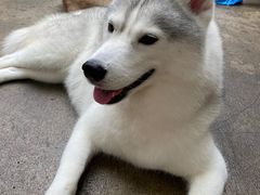 -TrueLove @ Neverland (Husky Cafe)