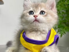 -lincat·猫舍(广州店)