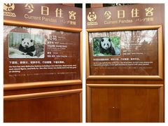 -成都大熊猫繁育研究基地