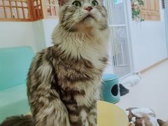 -猫在这儿猫咪咖啡馆·撸猫馆