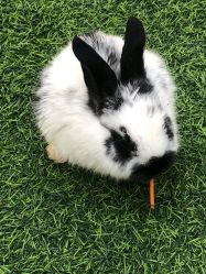 -萌宠亲子动物乐园(槐房万达店)