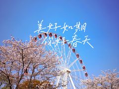 -顾村公园