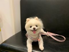 -伟伟宠物医院·CT影像中心·瑞派犬猫综合性门诊(汉口总院)