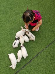 -萌宠亲子动物乐园(槐房万达店)