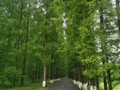 -黄海国家森林公园