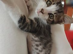 -御宝贝·A梦猫科宠物医院(国际猫友好医院)