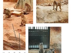 -石家庄市动物园