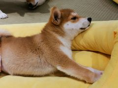 -逗柴咖啡屋·狗咖猫咖宠物桌游