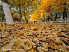 -长白岛森林公园