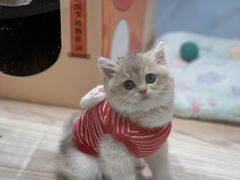 -屋虎猫馆(宝安大仟里店)
