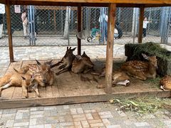 -长白岛森林公园