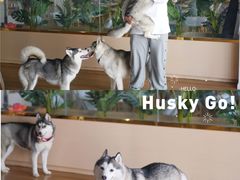 -Husky Go! 哈士奇体验馆·宠物咖啡厅狗咖