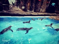 -帝企鹅自助餐厅•儿童岛•真企鹅(长隆企鹅酒店)