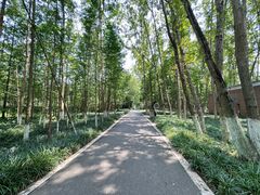 -桤木河湿地公园