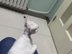 -纳吉亚猫专科动物医院博雅分院