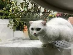 -Butchart布查德鲜花(花艺设计中心)
