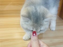 -猫十亿·布偶金渐层·曼基康矮脚猫舍(青年路店)