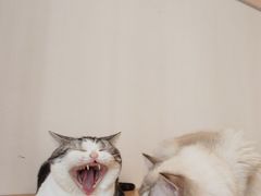 -有喵·猫咖·狗咖·30几只猫10只小狗(岗厦店)