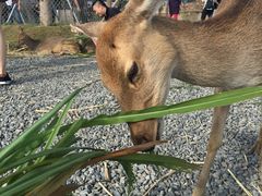 -鹿境梅花鹿生态园区