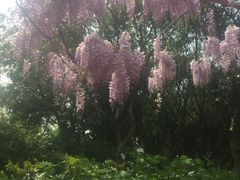 -嘉定紫藤园