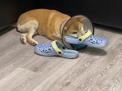 -爱侣宠医·鹦鹉专科·小型哺乳类·异宠专科(灵石路店)