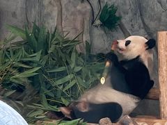 -深圳野生动物园