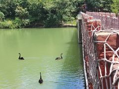 -广州白江湖森林公园