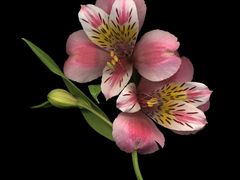 -金海大酒店·雅地西餐厅