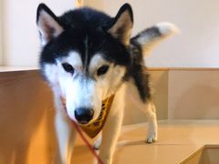 -Husky Go! 哈士奇体验馆·宠物咖啡厅狗咖