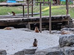 -北京野生动物园