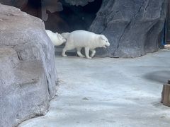 -海合安青岛极地海洋公园